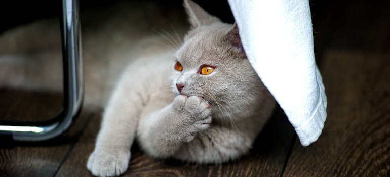 mačka leži na podu
