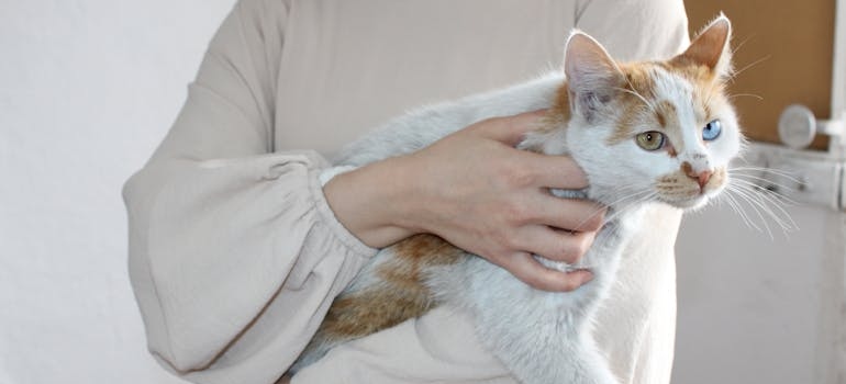 osoba drzi Mačke za stan 