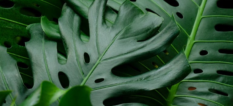 monstera je jedna od opasnosti za kućne ljubimce u kući